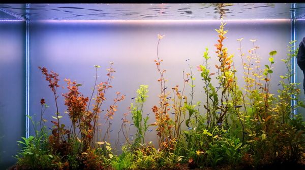Top conseils d'experts pour réussir en aquariophilie
